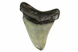 Bargain, Megalodon Tooth - North Carolina #152918-1